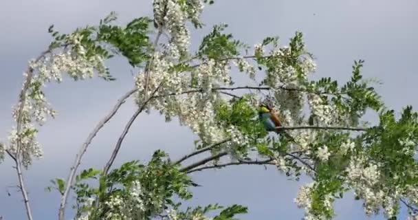 European Bee Eater Merops Apiaster Posado Palo Mirando Alrededor Con — Vídeos de Stock