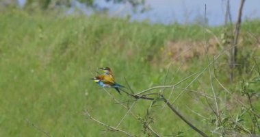 Avrupa Arı yiyici (Merops apiaster) bir sopa üzerine tünemiş ve güneşli bir yaz gününde temiz mavi gökyüzü arka plan ile etrafa bakıyor.