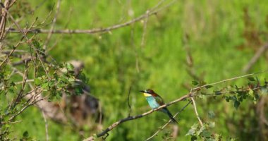 Avrupa Arı yiyici (Merops apiaster) bir sopa üzerine tünemiş ve güneşli bir yaz gününde temiz mavi gökyüzü arka plan ile etrafa bakıyor.