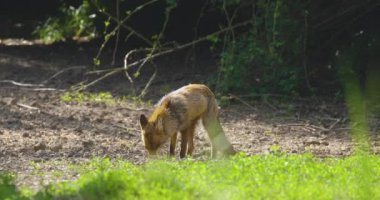 Güçlü kırmızı tilki erkek (vulpes vulpes) ormanda mısır tahıl eathing.