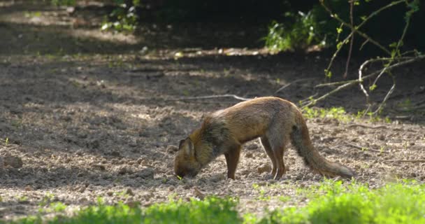 Sterke Red Fox Mannelijke Vulpes Vulpes Eathing Maïs Graan Het — Stockvideo