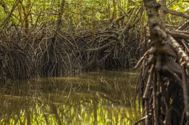 Kilim Geoforest Park, Langkawi, Malezya