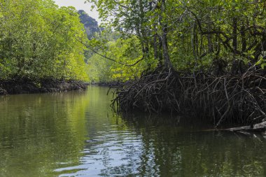 Kilim Geoforest Park, Langkawi, Malezya