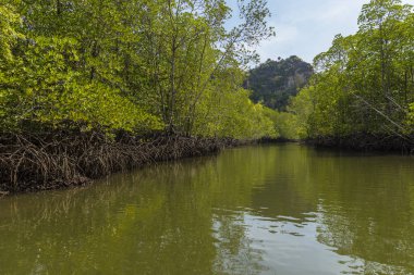 Kilim Geoforest Park, Langkawi, Malezya