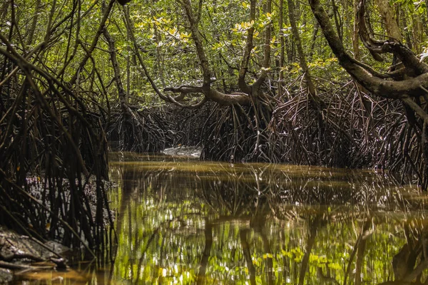 Kilim Geoforest Park, Langkawi, Malasia — Foto de Stock