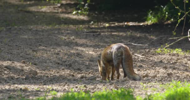 Starkes Rotfuchsmännchen Vulpes Vulpes Frisst Maiskorn Wald — Stockvideo