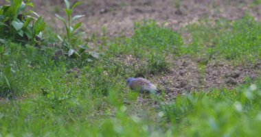 Kaplumbağa güvercin yerde tohum yeme