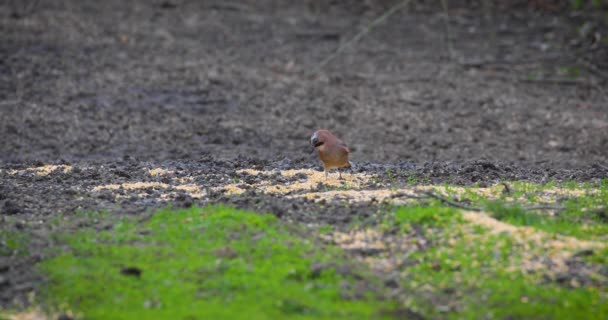 Euraziatische Jay Voeden Met Maïs Gemorst Grond — Stockvideo