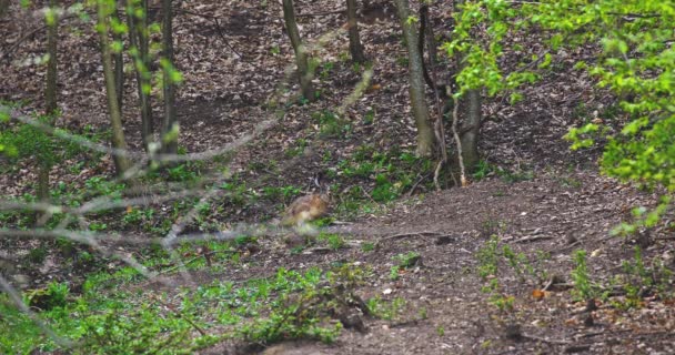 Hare Bete Skogen Hålla Ett Vakande Öga — Stockvideo