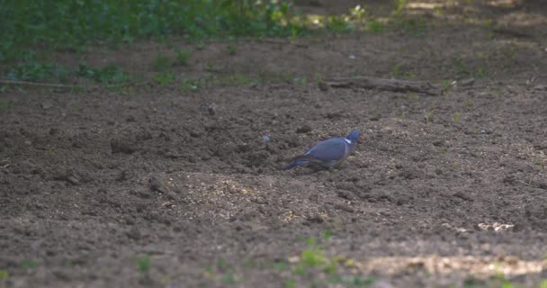 Common Wood Pigeon Columba Palumbus Large Species Dove Pigeon Family — Stock Video