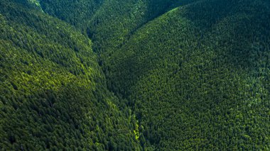 İğne yapraklı ormanlarla kaplı dağlar, havadan görünümü
