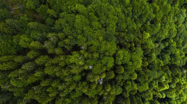 İğne yapraklı ormanlarla kaplı dağlar, havadan görünümü