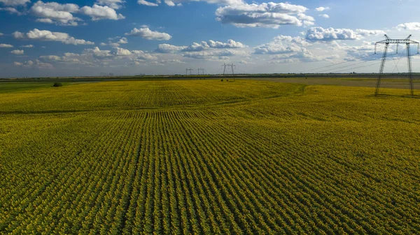 Campo de girassóis vista aérea. Girassol fundo natural — Fotografia de Stock