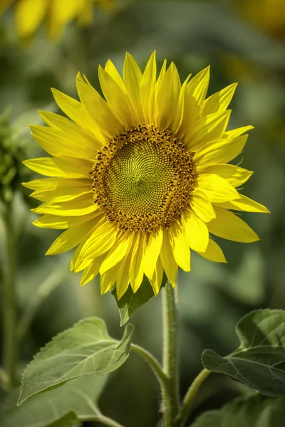 Close-up zonnebloem mooi in veld — Stockfoto