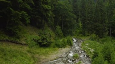 Yazın dağlarda ormanın üzerinden uçun