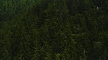 Yazın dağlarda ormanın üzerinden uçun