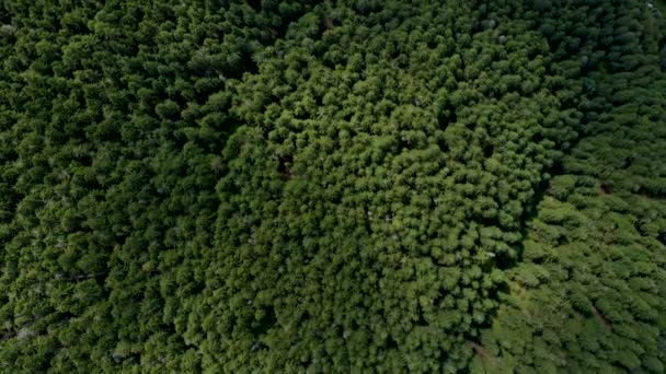 Sommer Über Den Wald Den Bergen Fliegen — Stockvideo