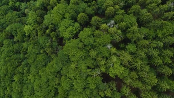 Survoler Forêt Dans Les Montagnes Été — Video