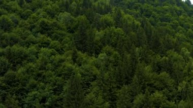 Yazın dağlarda ormanın üzerinden uçun