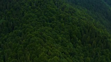 Yazın dağlarda ormanın üzerinden uçun