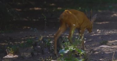 Roebuck yerde mısır fasulyesi ile beslenme