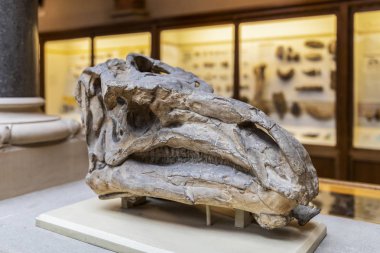 Oxford - İngiltere, 21 Ağustos 2019: Ünlü Oxford Üniversitesi Müzesi 