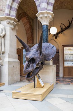 Oxford - İngiltere, 21 Ağustos 2019: Ünlü Oxford Üniversitesi Müzesi 