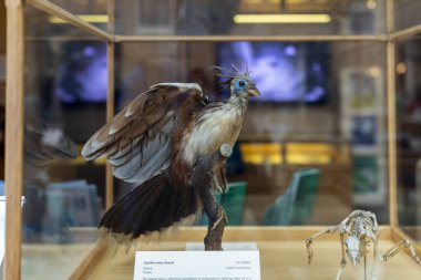 Oxford - İngiltere, 21 Ağustos 2019: Ünlü Oxford Üniversitesi Müzesi 