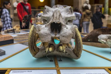 Oxford - İngiltere, 21 Ağustos 2019: Ünlü Oxford Üniversitesi Müzesi 