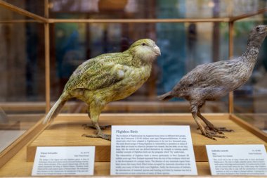 Oxford - İngiltere, 21 Ağustos 2019: Ünlü Oxford Üniversitesi Müzesi 