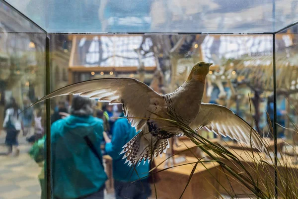 OXFORD - Reino Unido, 21 de agosto de 2019: Famoso Museo de la Universidad de Oxford — Foto de Stock