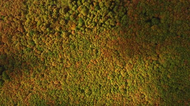 Vue Sur Forêt Automne Paysage Automne — Video