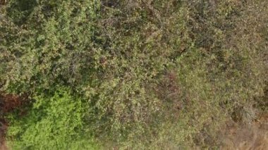 Güz Ormanı'nı görüntüleyin. Sonbahar Manzara. 4k