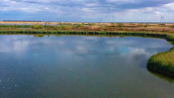 Aerial View Birds Fly Lake — Stock Video