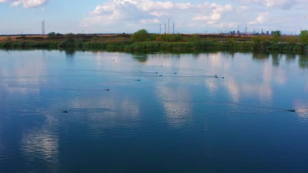 Vista Aérea Pássaros Voam Sobre Lago — Vídeo de Stock