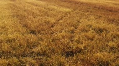 Sürülmüş Arazi, Tarım Havadan Görünüm, 4k