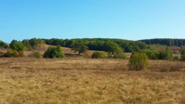 Drone Che Vola Verso Una Quercia Gigante — Video Stock