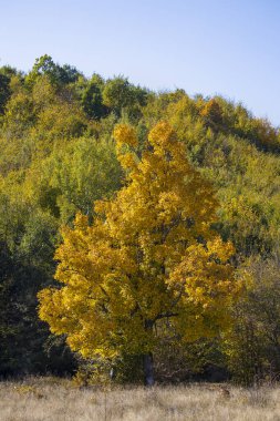 Sonbaharda tarlada kocaman bir yüzüncü yıl meşesi ağacı.