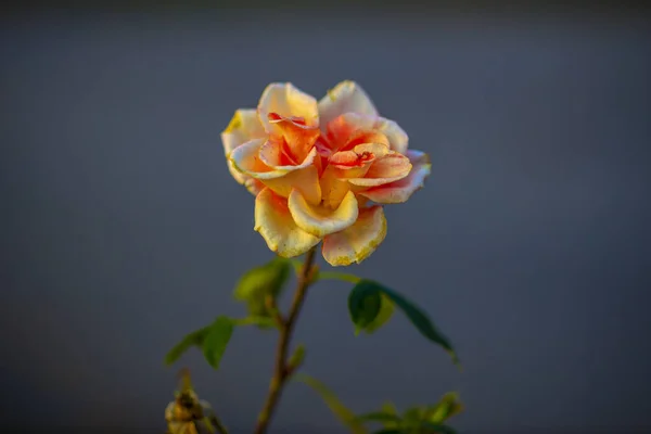 Flor de rosa no jardim, no dia de outono — Fotografia de Stock