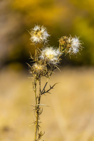 Thistle flowers with seeds spreading during autumn, selective fo — Stock Photo, Image