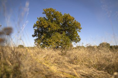 Sonbaharda tarlada kocaman bir yüzüncü yıl meşesi ağacı.