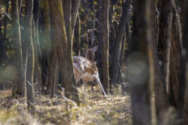 Dişi karaca ayakta sonbahar ormandaki