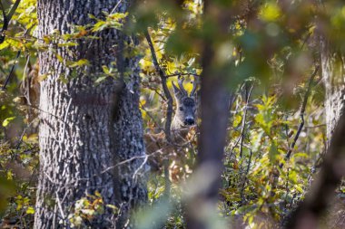 Dişi karaca ayakta sonbahar ormandaki