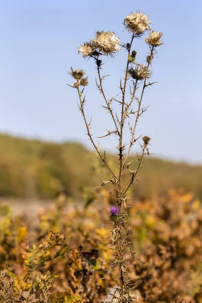 Thistle flowers with seeds spreading during autumn, selective fo — ストック写真