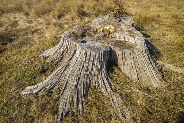 Stump de grand arbre d'enlèvement, dans la prairie . — Photo