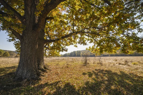 Τεράστια εκατονταετής βελανιδιά σε ένα χωράφι το φθινόπωρο — Φωτογραφία Αρχείου