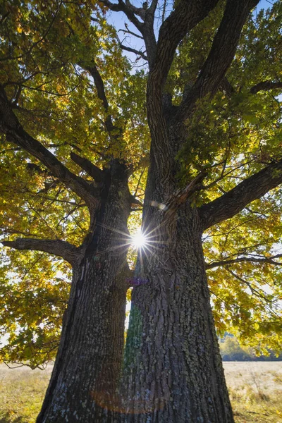 Sun Rays Through A Big Tree Crown. Beautiful Autumn landscape.
