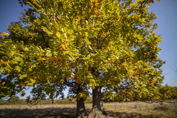 Huge centennial oak tree on a field in the autumn — Stock Photo, Image