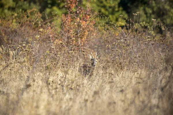 Veado fêmea ovas em pé na floresta de outono — Fotografia de Stock