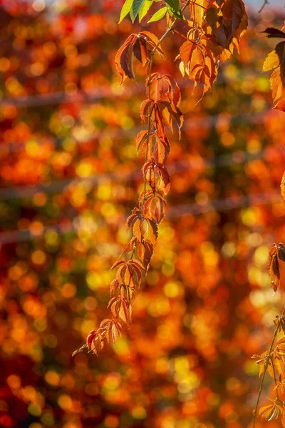 Όμορφα πολύχρωμα φύλλα φθινόπωρο, ηλιόλουστη μέρα. — Φωτογραφία Αρχείου